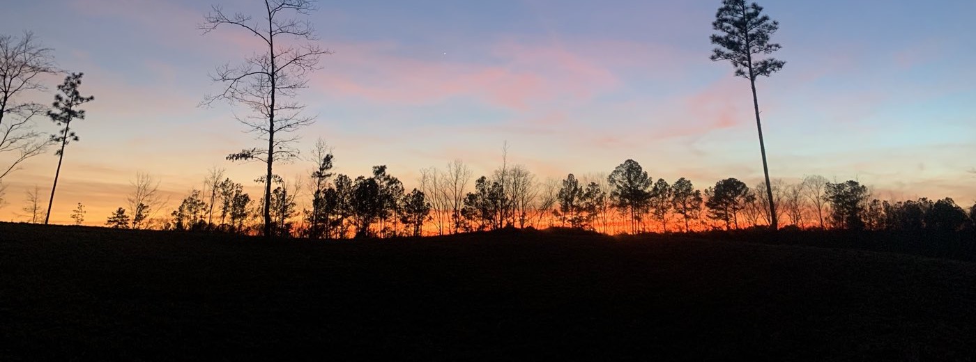Pines and bare hardwoods silhouetted against a dusk sky over open ground