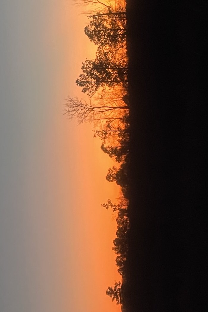 A winter treeline against an orange sunset horizon